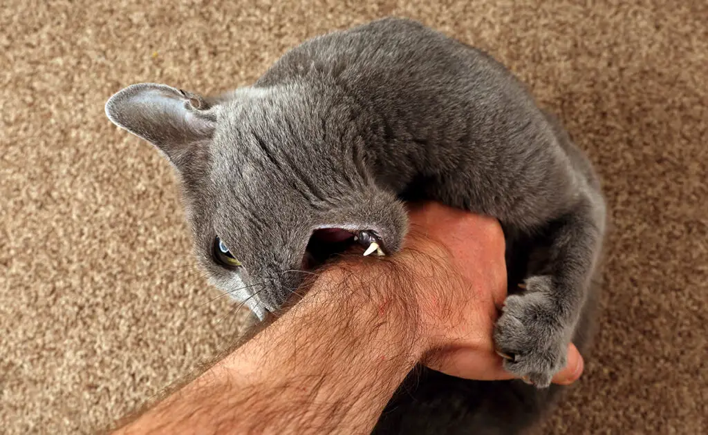 Mijn kat heeft er een hekel aan als zijn maag wordt aangeraakt: is dit normaal? 1 chat aime pas touche ventre 061440 1200 738