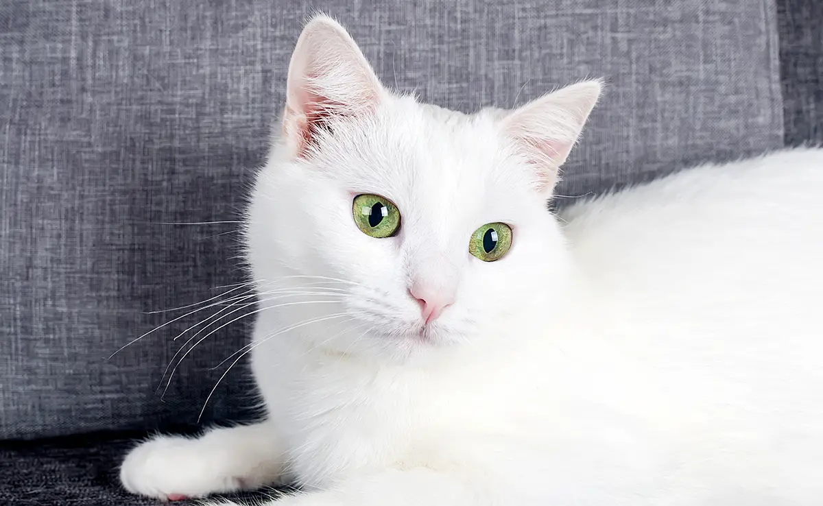 chat blanc 070330 1200 738