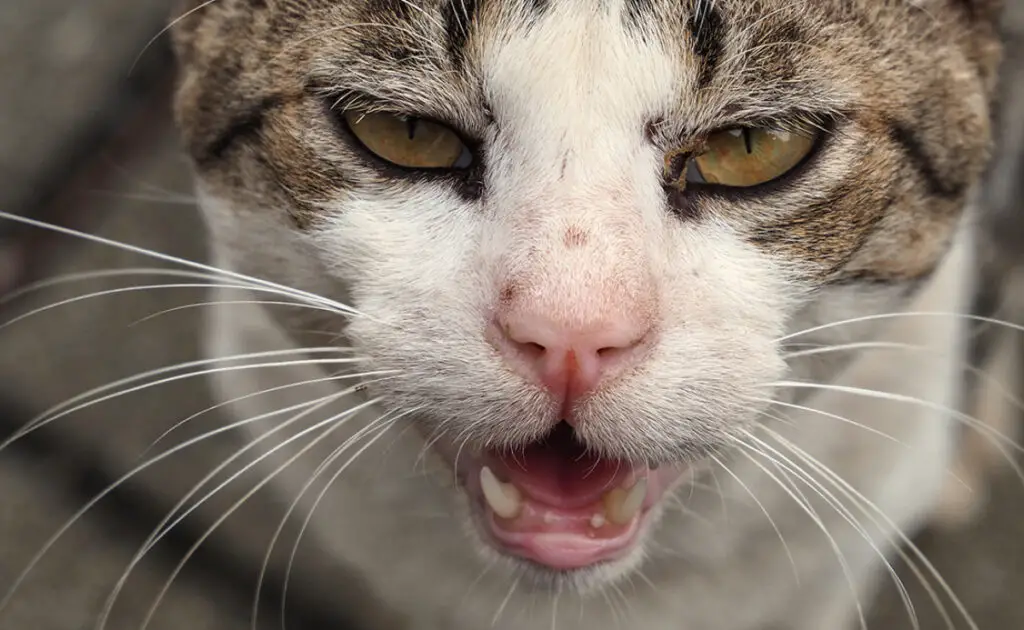 Mijn kat miauwt niet, hij piept: waarom? 3 chat couine 085147 1200 738