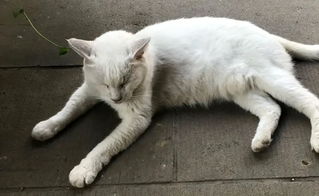 chat dort tete haute 062933 1200 738