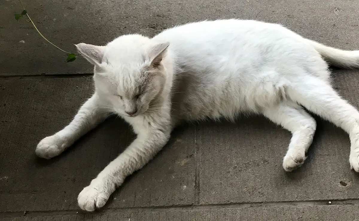 chat dort tete haute 062933 1200 738