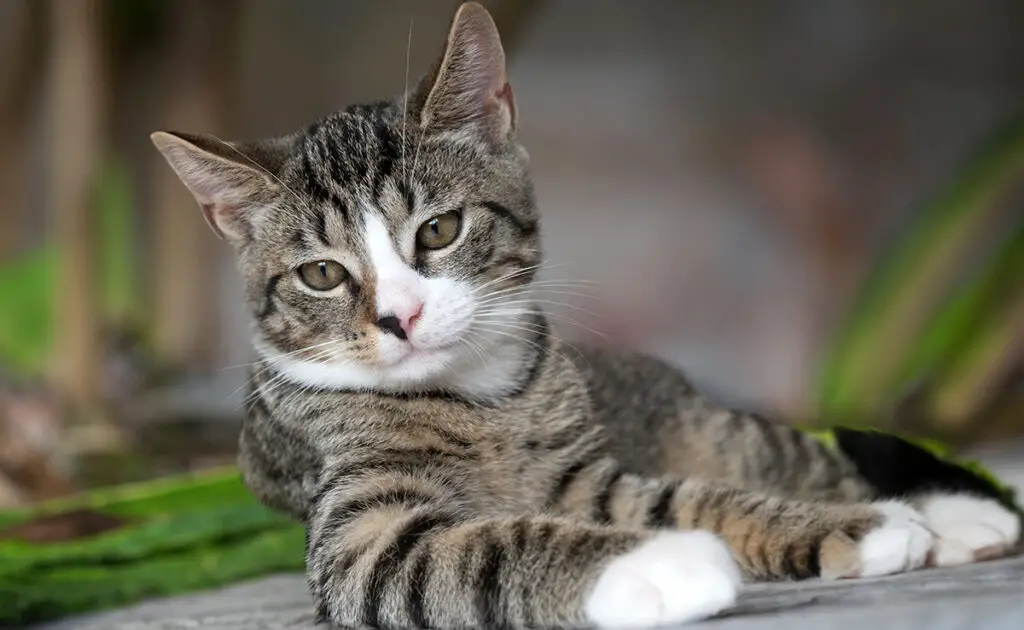 Wat is het verschil tussen de Europese kat, de Europese korthaar en de straatkat? 4 chat europeen 061208 1200 738