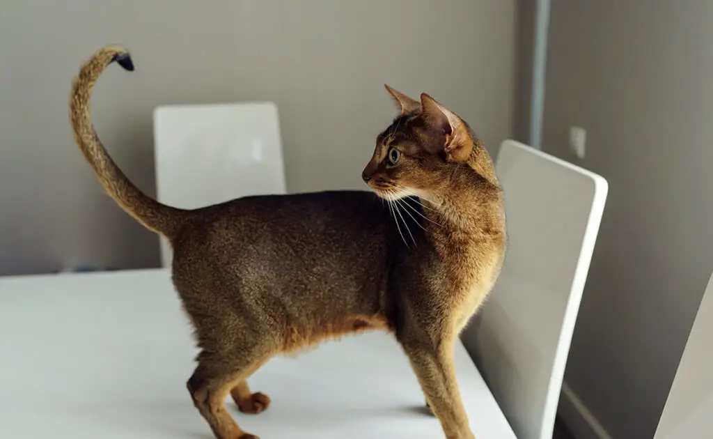 Waarom speelt mijn kat met zijn staart? Is het natuurlijk? 1 chat joue queue 061054 1200 738