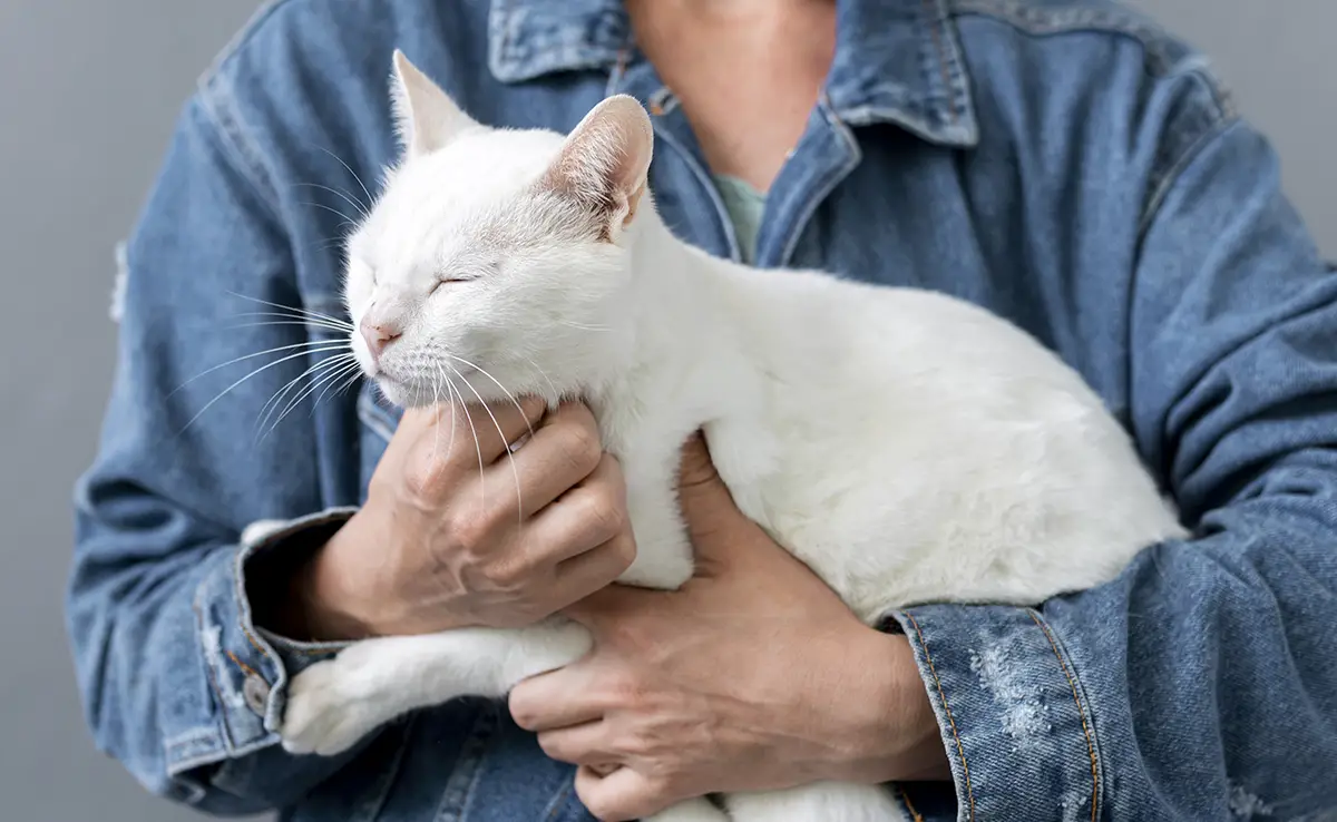 chat porte 064807 1200 738