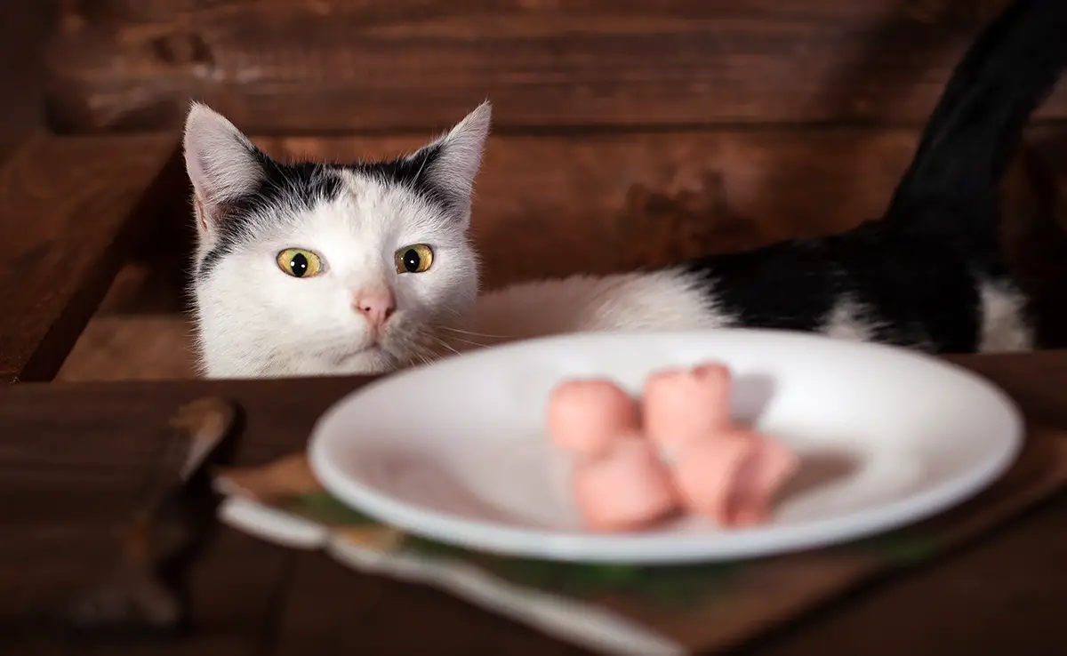 chat quemande nourriture 090249 1200 738