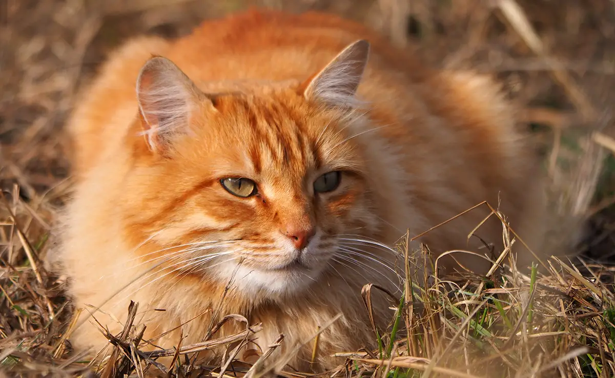 chat roux 064254 1200 738