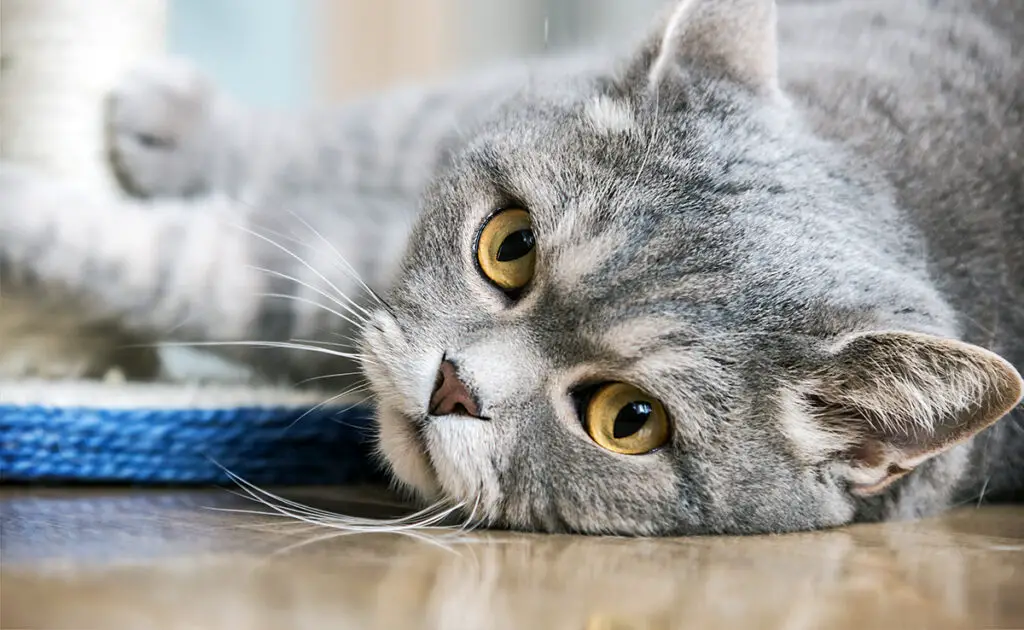 chat soupir 065925 1200 738