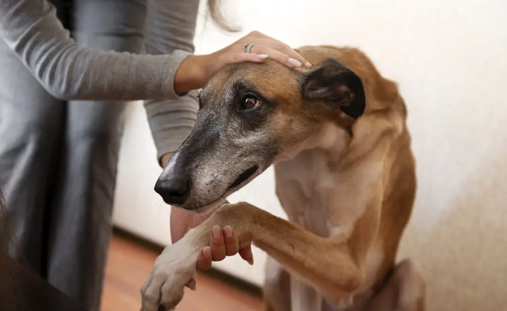 Kunnen honden angstaanvallen krijgen? 2 chien crise angoisse 063220 1200 738