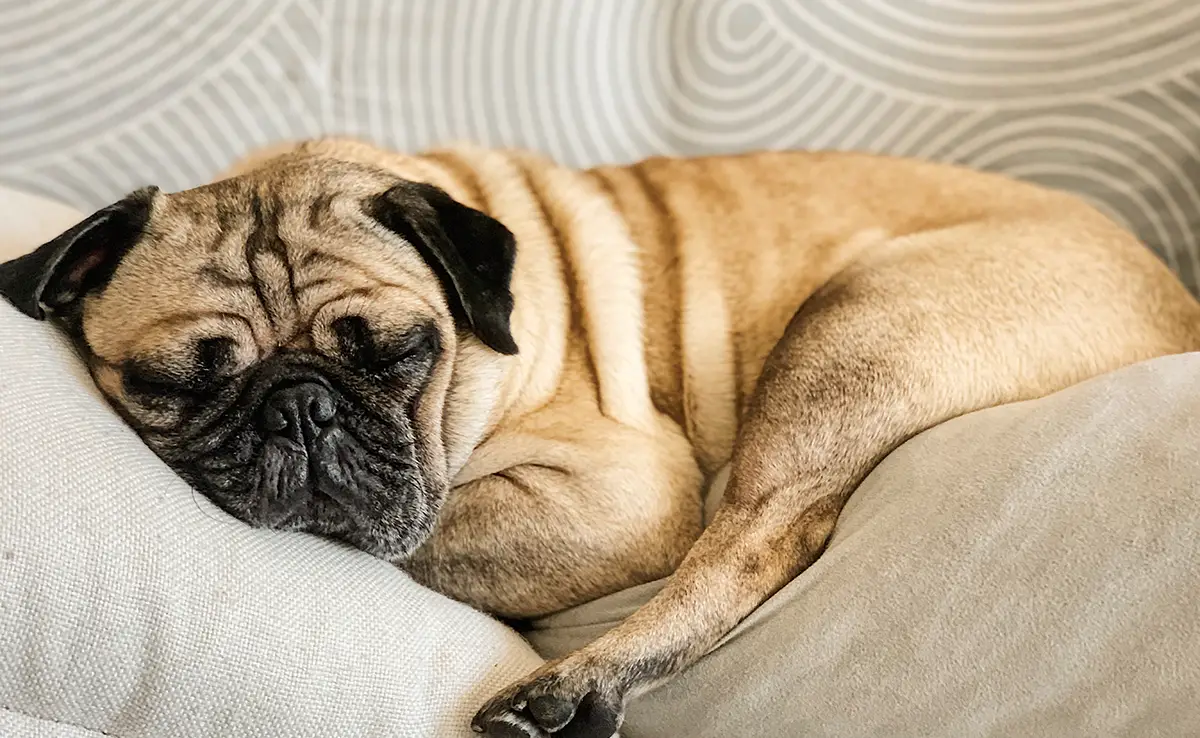 chien repute dormir beaucoup 064935 1200 738