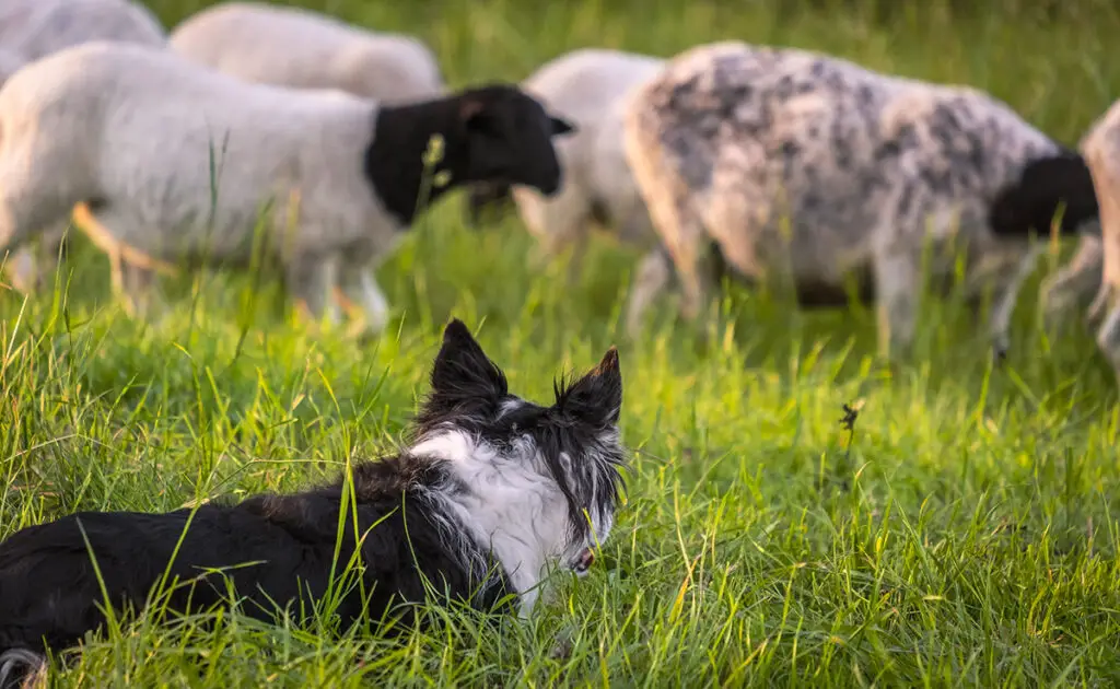 chien travail 062106 1200 738