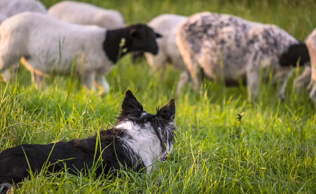 chien travail 062106 1200 738