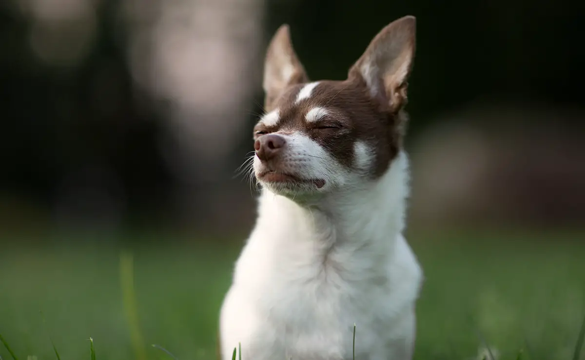 chihuahua chien berger 064626 1200 738