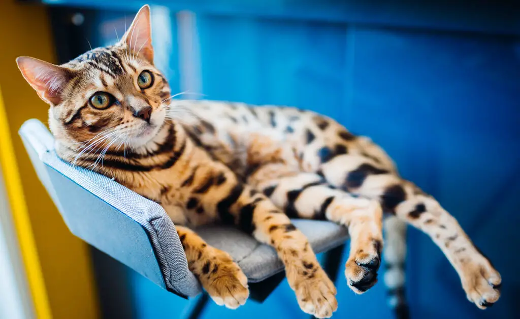 Welke kleur vinden katten het leukst? 6 couleur chat aime plus 063646 1200 738