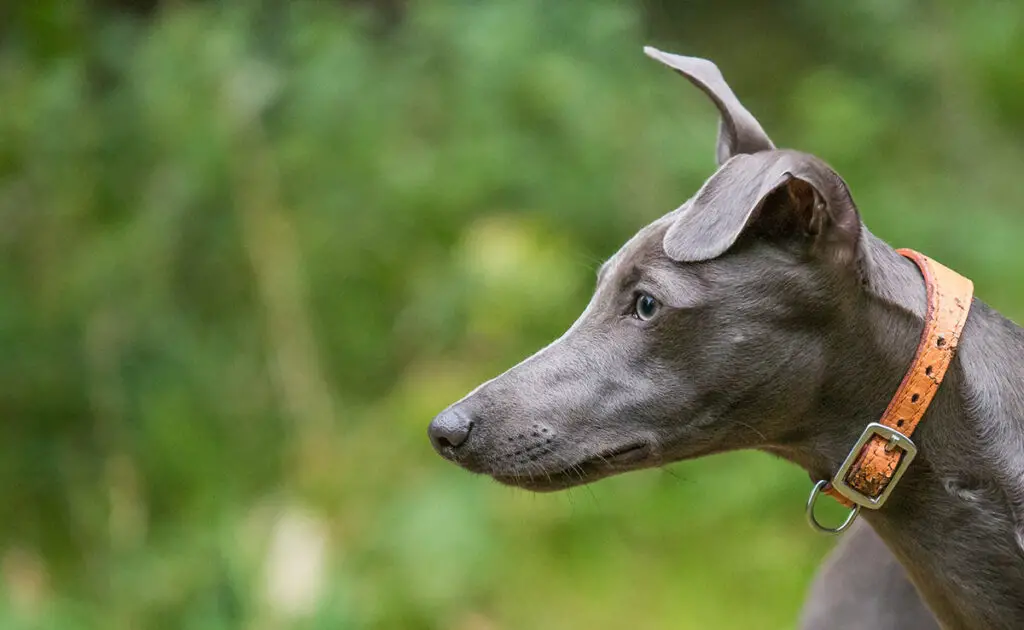 Een Whippet trainen: 9 tips en goede trainingspraktijken! 6 eduquer whippet 083743 1200 738