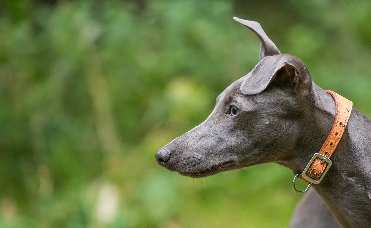 eduquer whippet 083743 1200 738