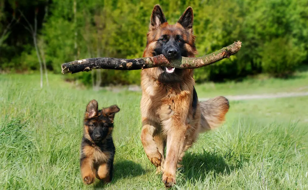 Wat is de levensverwachting van de Duitse herder? Hoe lang leeft hij? 2 esperance vie berger allemand 093703 1200 738