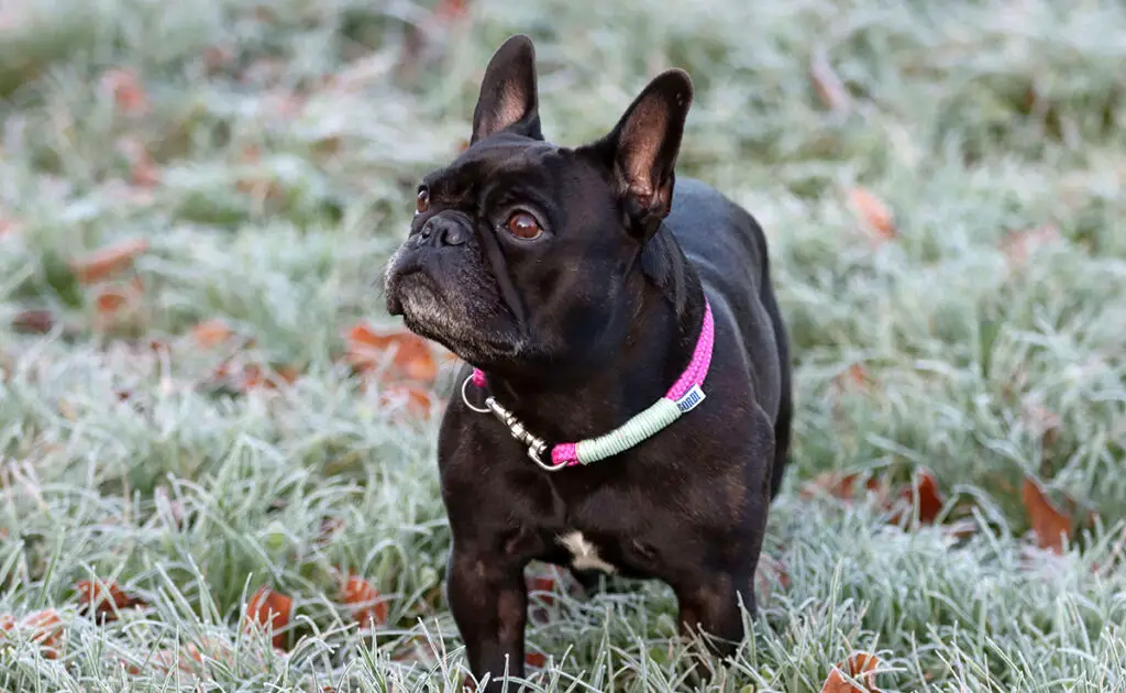 Wat is de levensverwachting van de Franse Bulldog? Hoe lang leeft hij? 1 esperance vie bouledogue francais 064826 1200 738