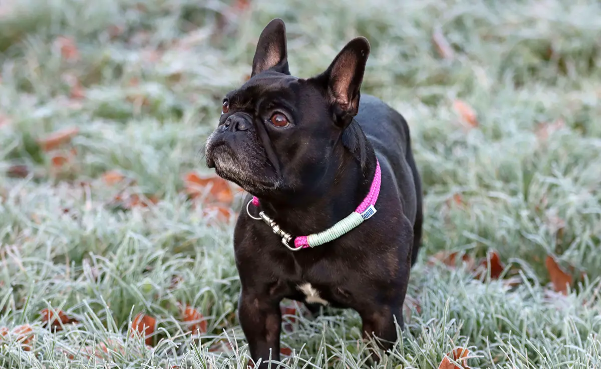 esperance vie bouledogue francais 064826 1200 738