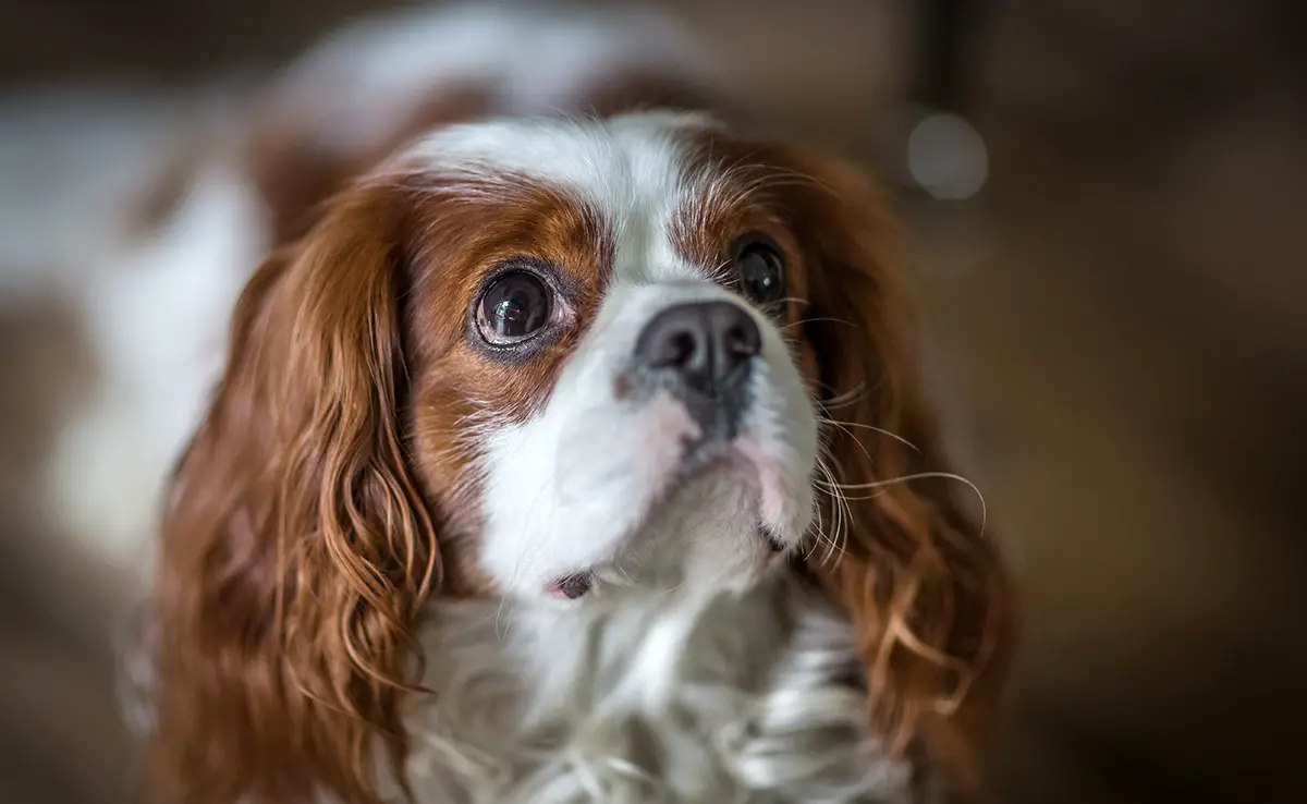 esperance vie cavalier king charles 084036 1200 738