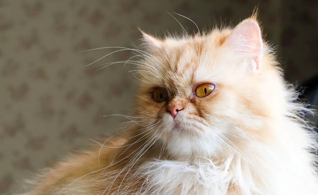 Wat is de levensverwachting van een Perzische kat? Hoe lang leeft hij? 1 esperance vie chat persan 085954 1200 738