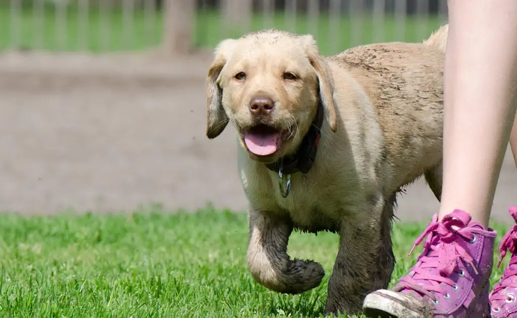 Wat is de levensverwachting van de Labrador? Hoe lang leeft hij? 3 esperance vie labrador 062652 1200 738