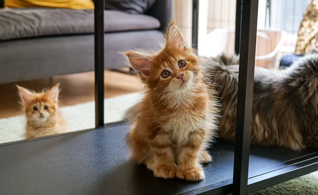 Wat is de levensverwachting van de Maine Coon? Hoe lang leeft hij? 1 esperance vie main coon 062422 1200 738