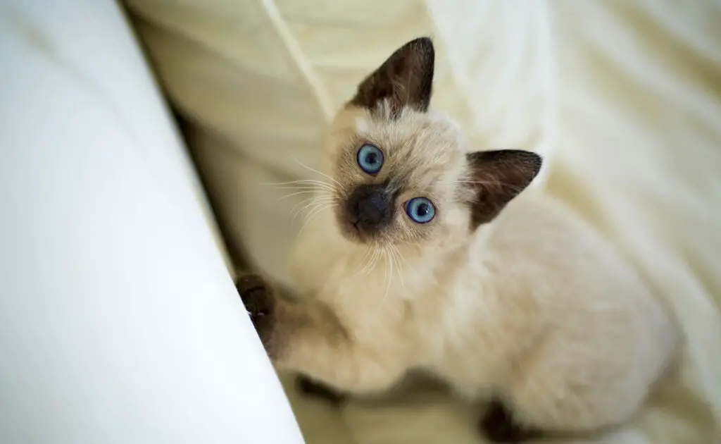 esperance vie siamois 064412 1200 738