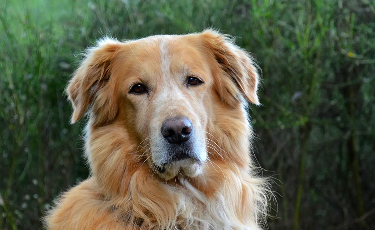 golden retriever adapte famille enfants bas age 084605 1200 738