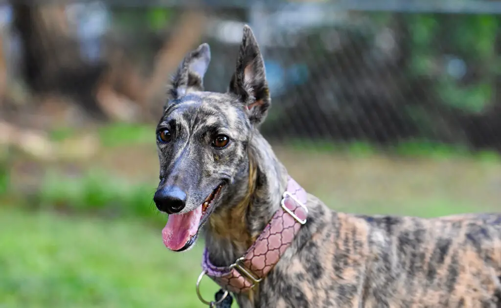 Het is verboden om met een Greyhound te jagen: waar of niet waar? 9 interdit chasser levrier 063151 1200 738