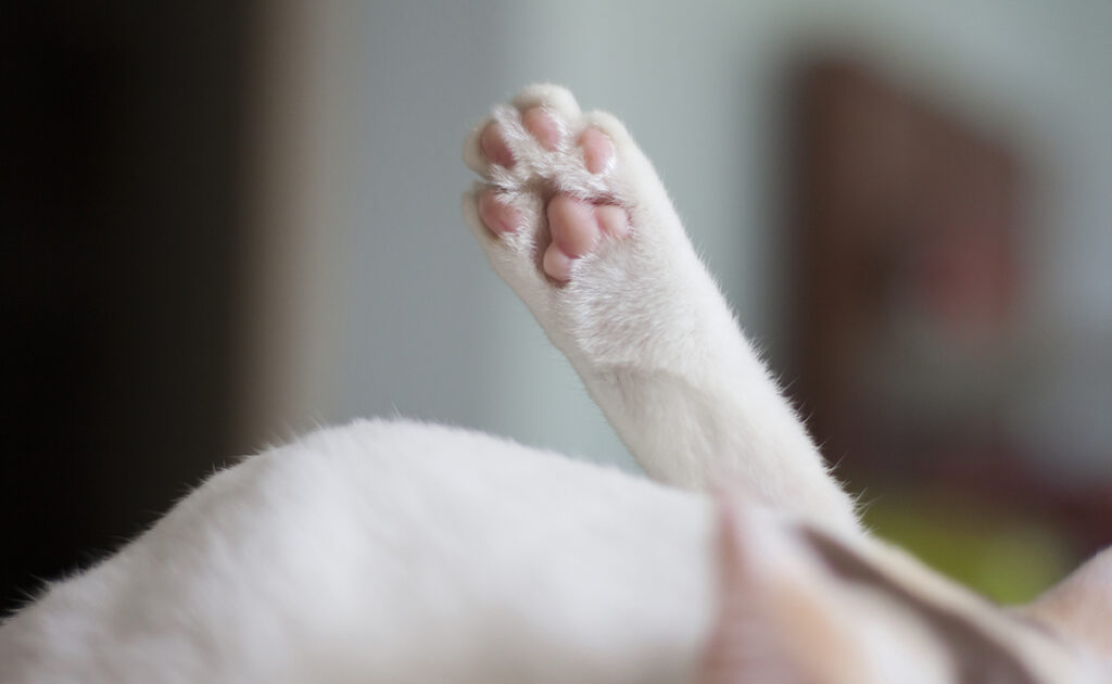 Hoeveel tenen hebben katten? 5 orteils chat 065531 1200 738