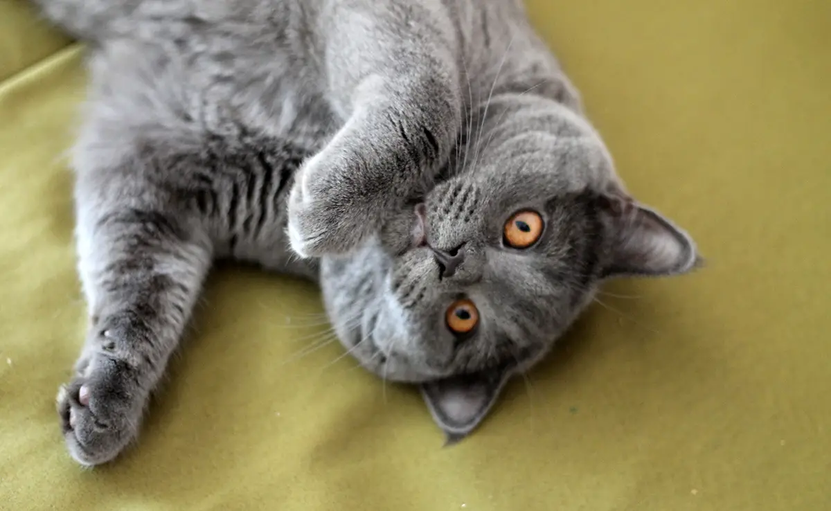 prejuge british shorthair 062057 1200 738