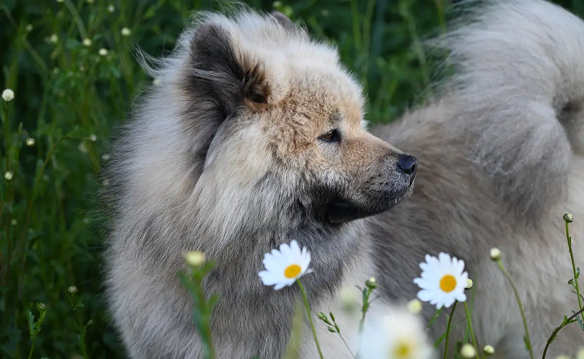 prejuger eurasier 093309 1200 738