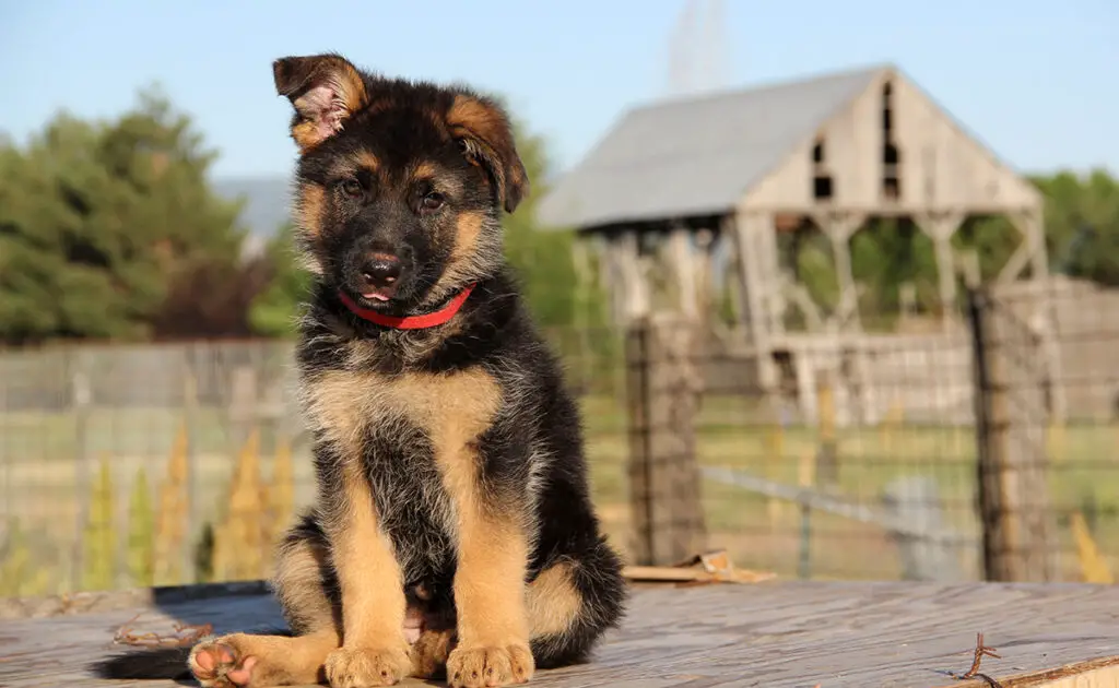 prix berger allemand 084318 1200 738