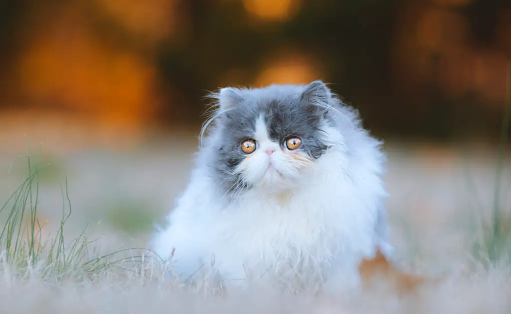 Hoeveel kost een Perzische kat bij een fokker? Welk jaarlijkse budget moet u plannen voor het onderhoud ervan? 1 prix chat persan 063608 1200 738