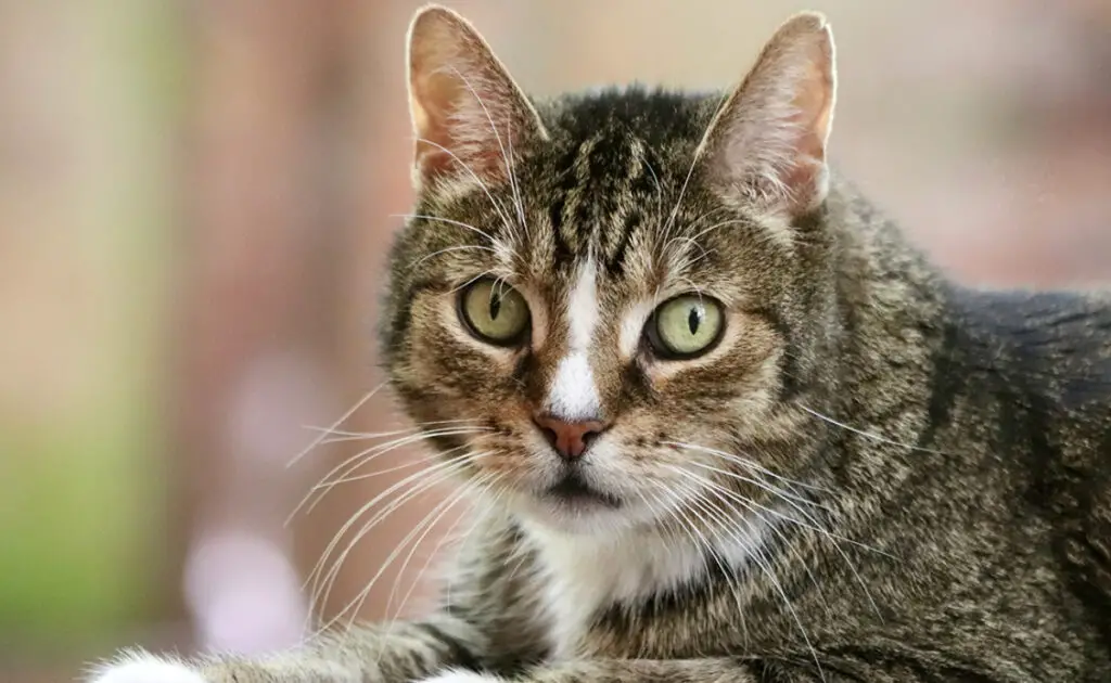 Wat is de prijs van een Europese raskat bij een fokker? Welk jaarlijkse budget moet u plannen voor het onderhoud ervan? 1 prix chat race europeen 085538 1200 738