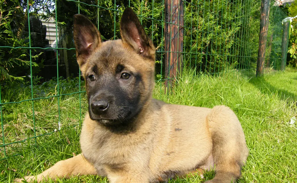 prix malinois 085420 1200 738