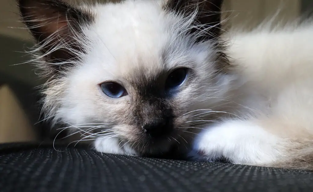 prix sacre birmanie 085839 1200 738