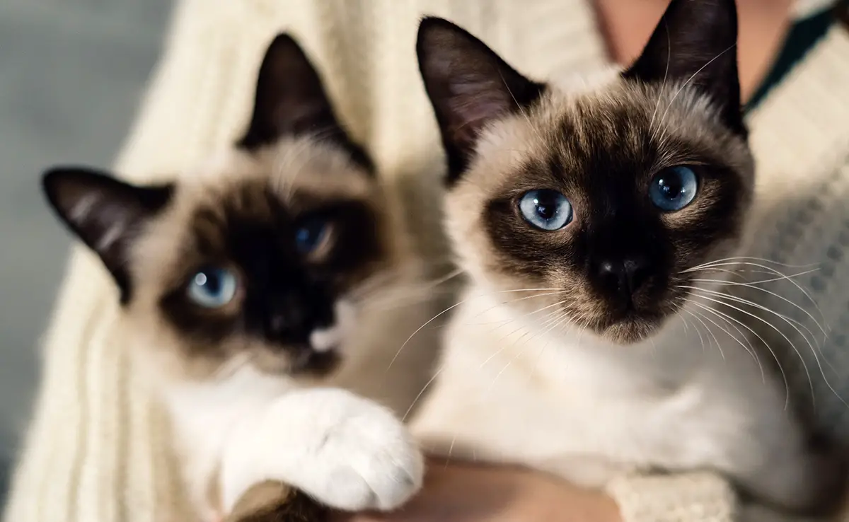 prix siamois 063248 1200 738