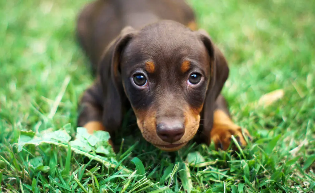 prix teckel 065318 1200 738