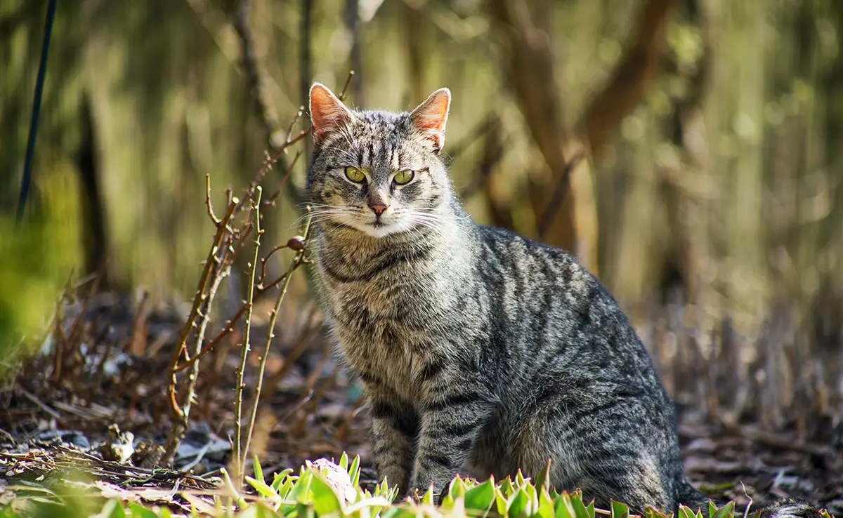 probleme environnementaux chats 061952 1200 738