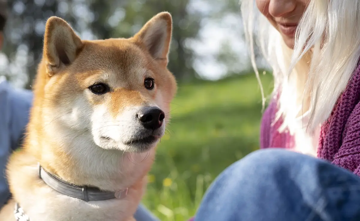 race chien fidele 064158 1200 738