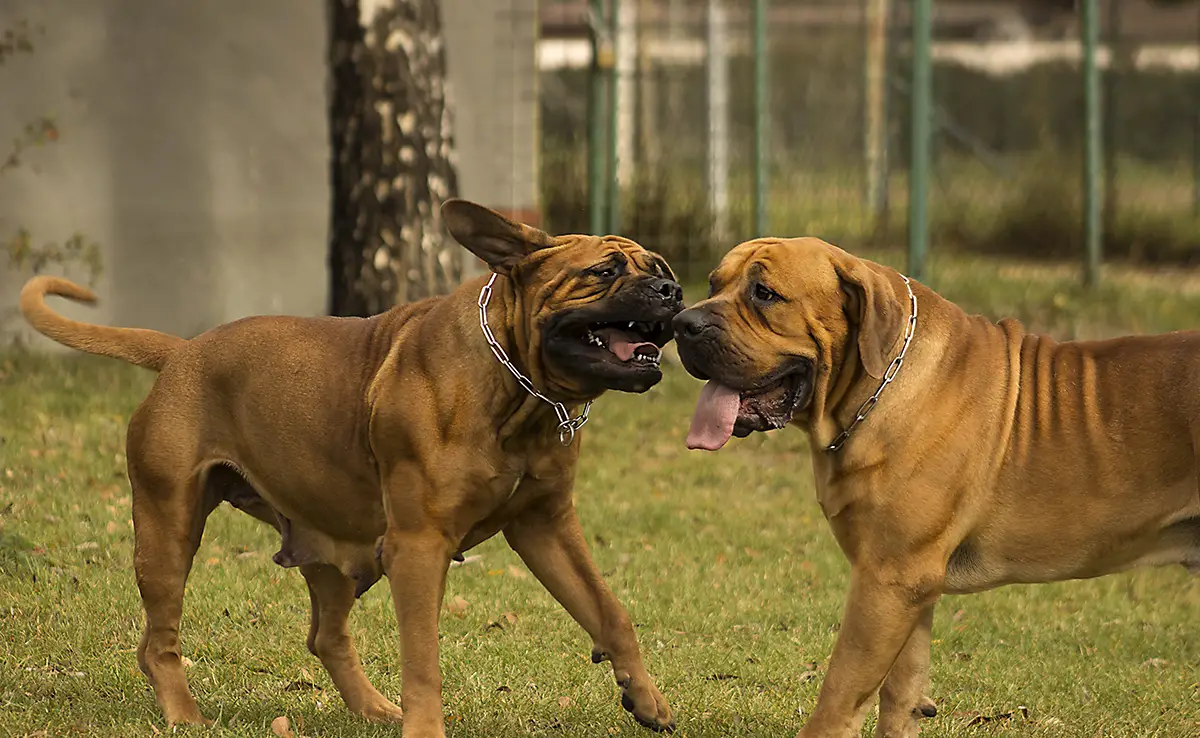 race chien inderdite france 062529 1200 738