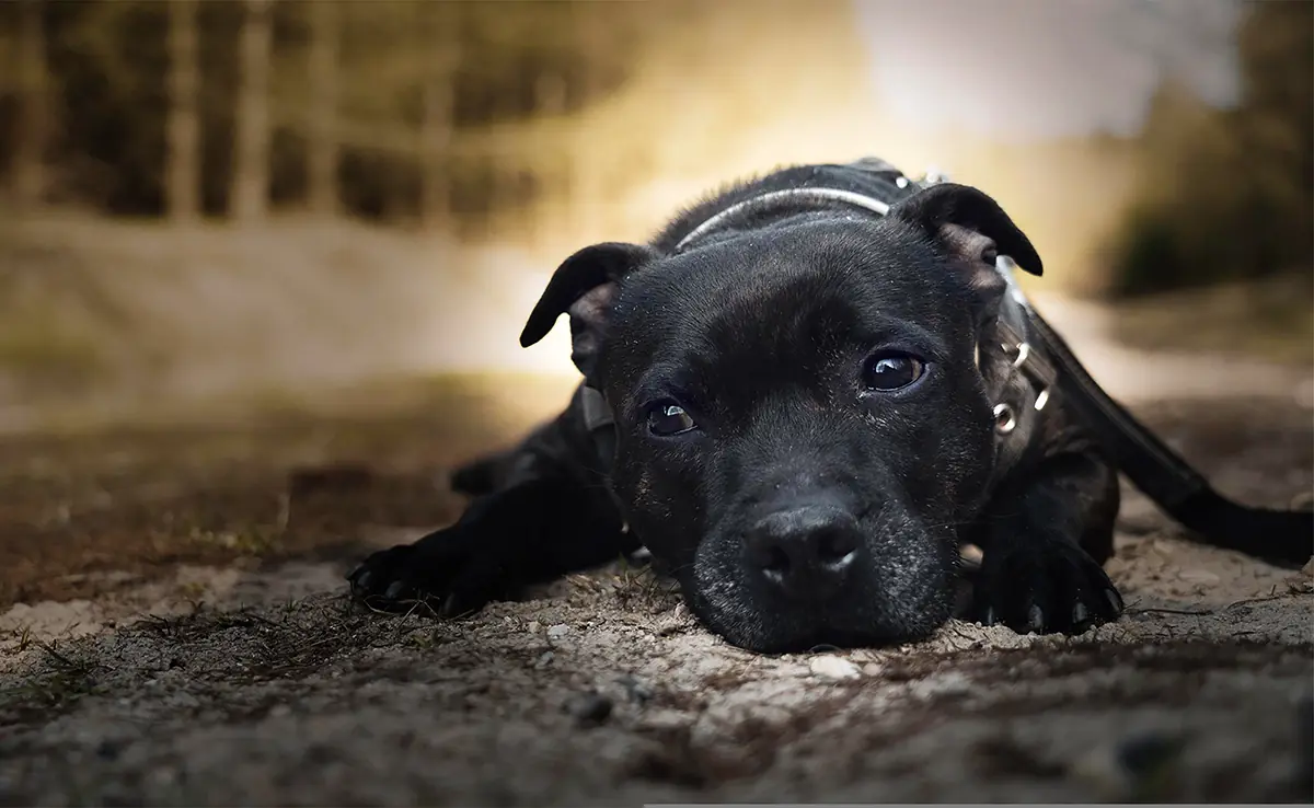 staffordshire bull terrier famille 064210 1200 738