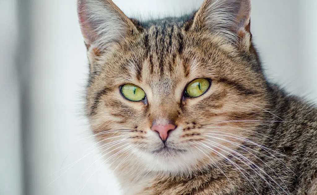 Alle katten zijn presbyopisch: mythe of realiteit? 1 tous chats presbytes 065516 1200 738