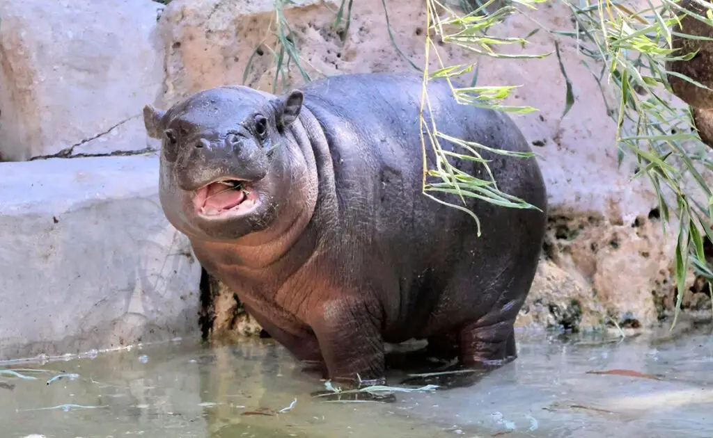 Pygmee- of dwergnijlpaard, ster op sociale media: wie is hij? Waar en hoe woont hij? 1 1765008311 hippopotame pygmee 070942