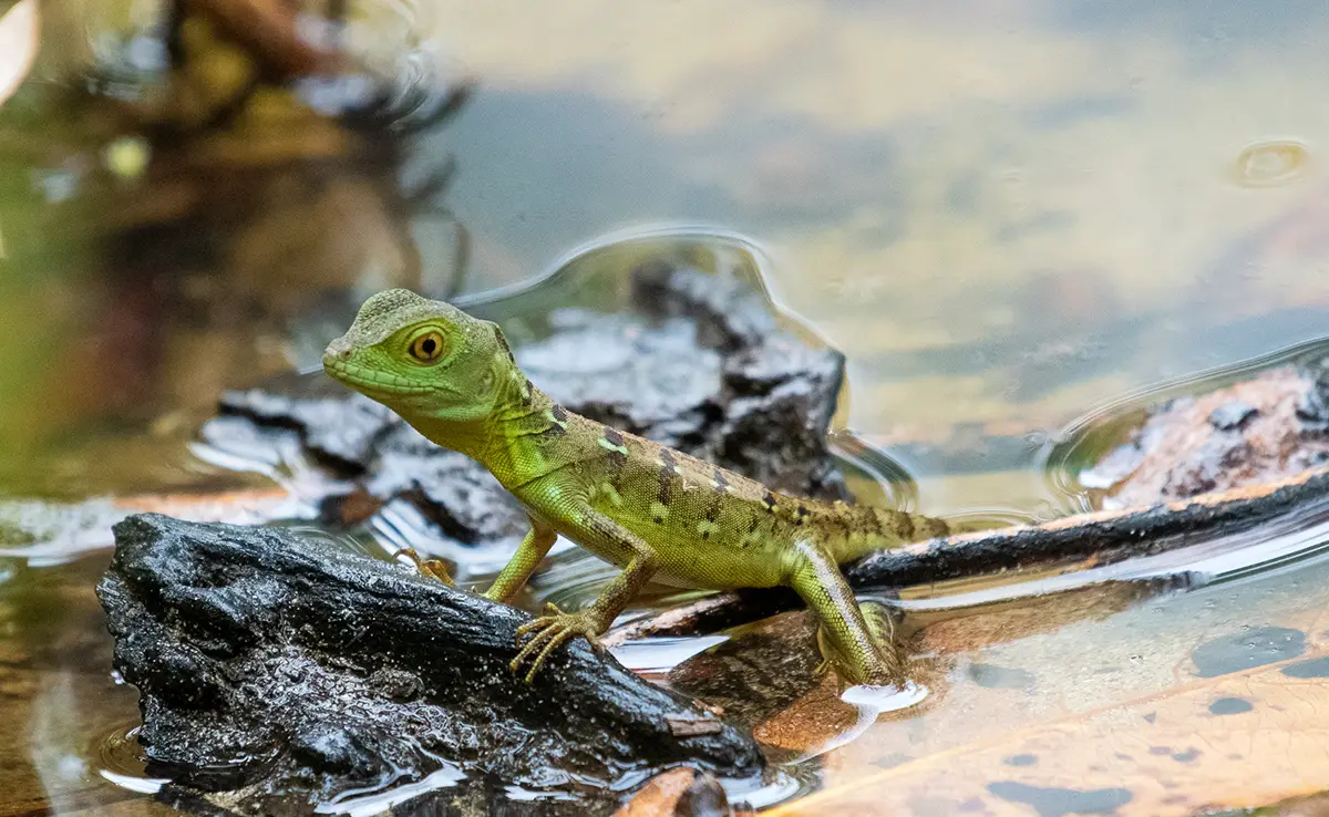Groene Basilisk of Jezus Christus-hagedis, in staat om op water te rennen! 3 Groene Basilisk of Jezus Christus-hagedis, in staat om op water te rennen!