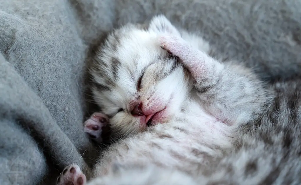 Waarom worden kittens geboren met hun ogen dicht? Hoe lang duurt het voordat ze worden geopend? 1 bebe chat yeux fermes 082653 1200 738