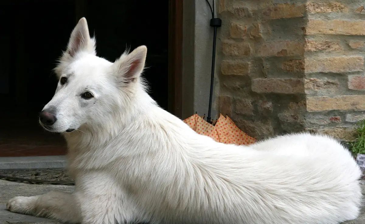 berger blanc suisse enfants 070043 1200 738