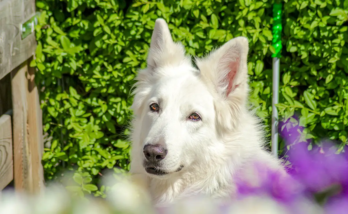 bon chien garde 062245 1200 738