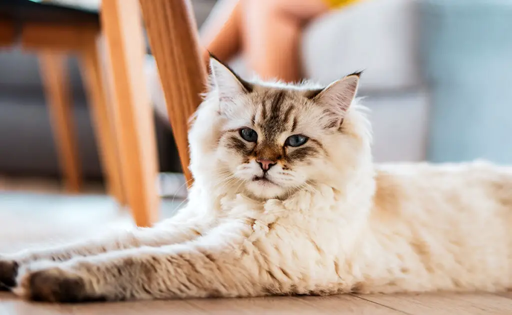 Hebben alle katten systematisch haarbalproblemen? 1 boule poils chat 082935 1200 738